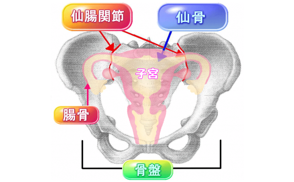 骨盤イラスト