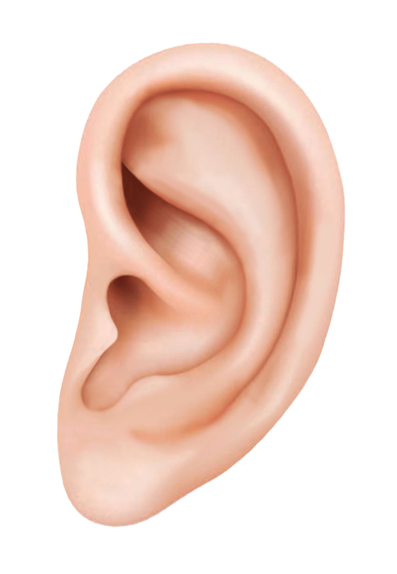 耳ツボシール勉強中